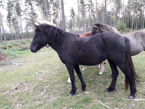 Lexia hösten 2018 2 år